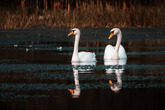 schwan 430x374 foto von unsplash ondra mach