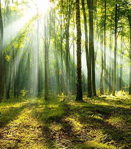 einzigartig wald licht